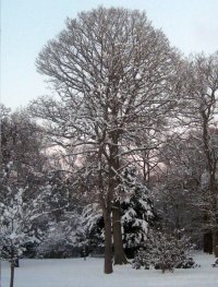 Snow
